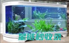 鱼缸清洁挑战：从初学者到专家的成长之路 (鱼缸清洁妙招)